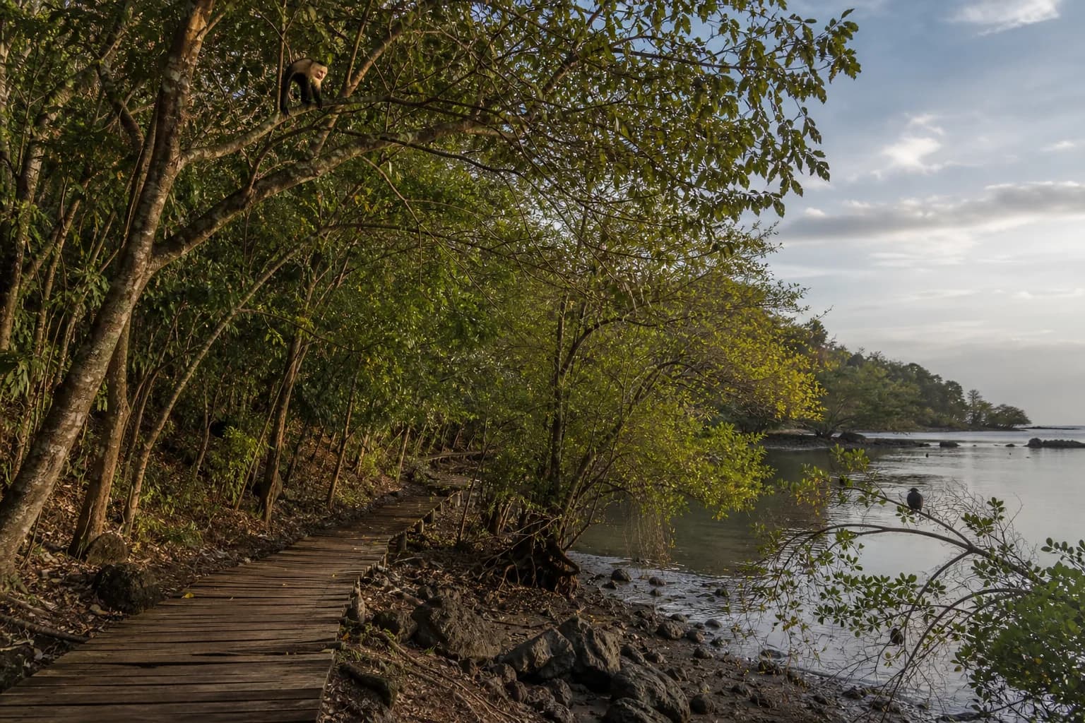 Forest and coastline at Curú